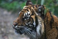 Beauval 2